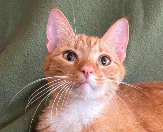 Couscous, ADOPTABLE, Adult Male Domestic Short Hair.