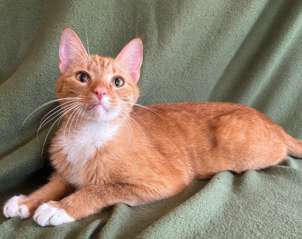 Couscous, a ADOPTABLE mixed breed in Manitou Springs, CO image 6/6