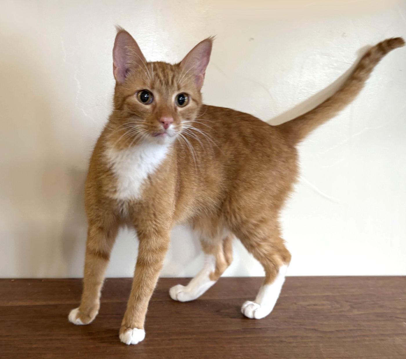 Couscous, a ADOPTABLE mixed breed in Manitou Springs, CO image 2/6