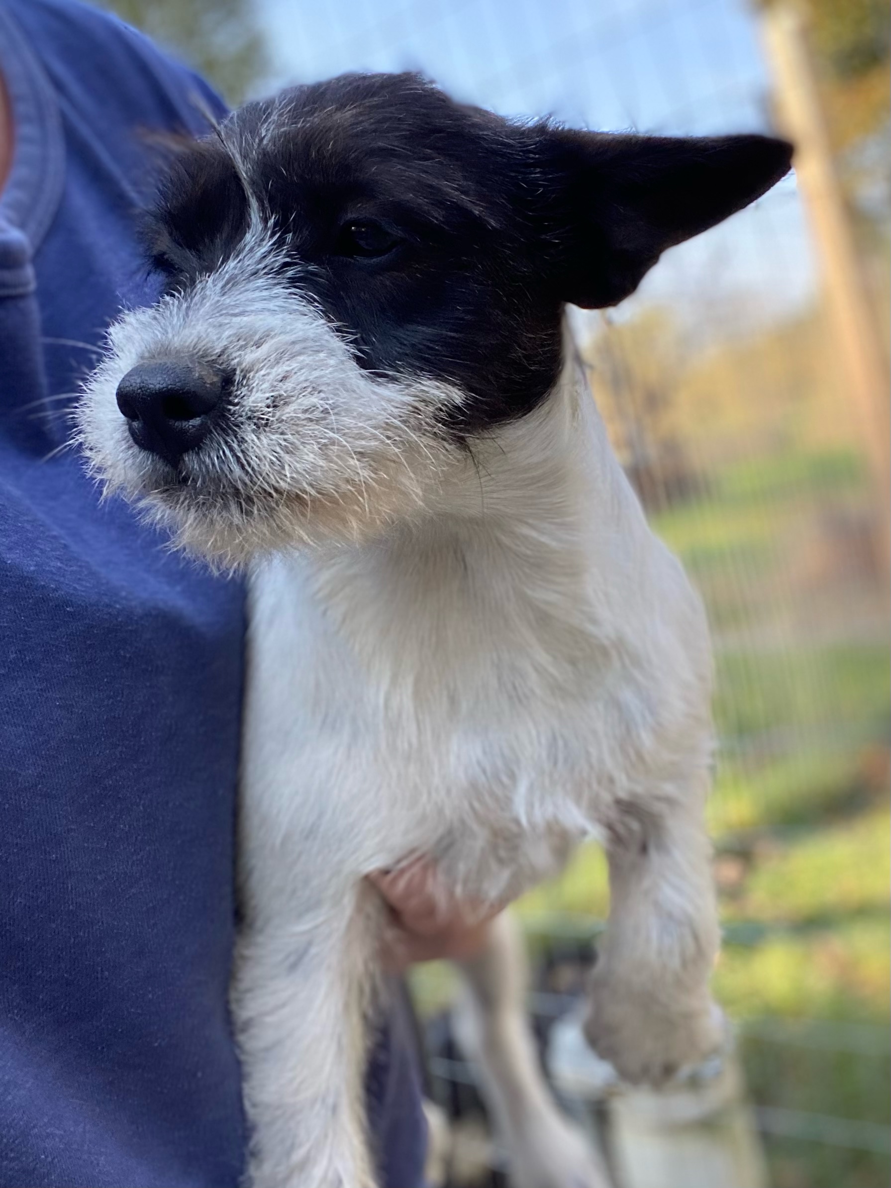 Dog for adoption Labyrinth, a French Bulldog & Boston Terrier Mix in