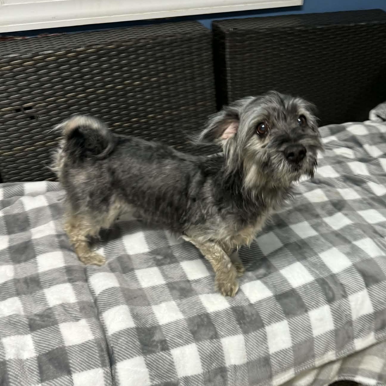 Enlarge Wally, an adopted mixed breed in Sunderland, MD image 3/4