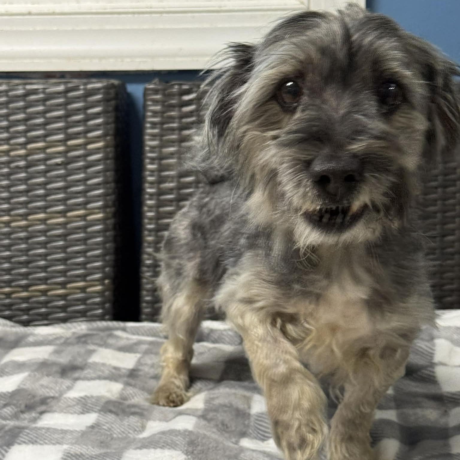 Enlarge Wally, an adopted mixed breed in Sunderland, MD image 2/4