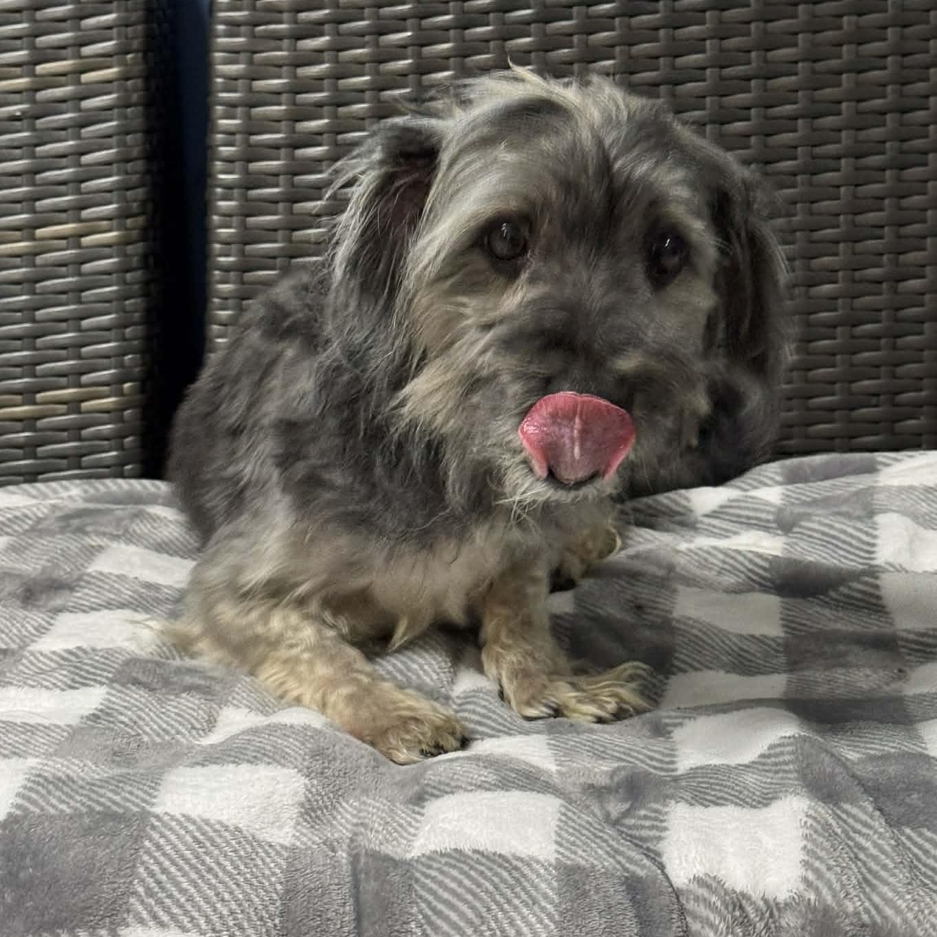 Wally, adopted, Senior Male Schnauzer & Dachshund.