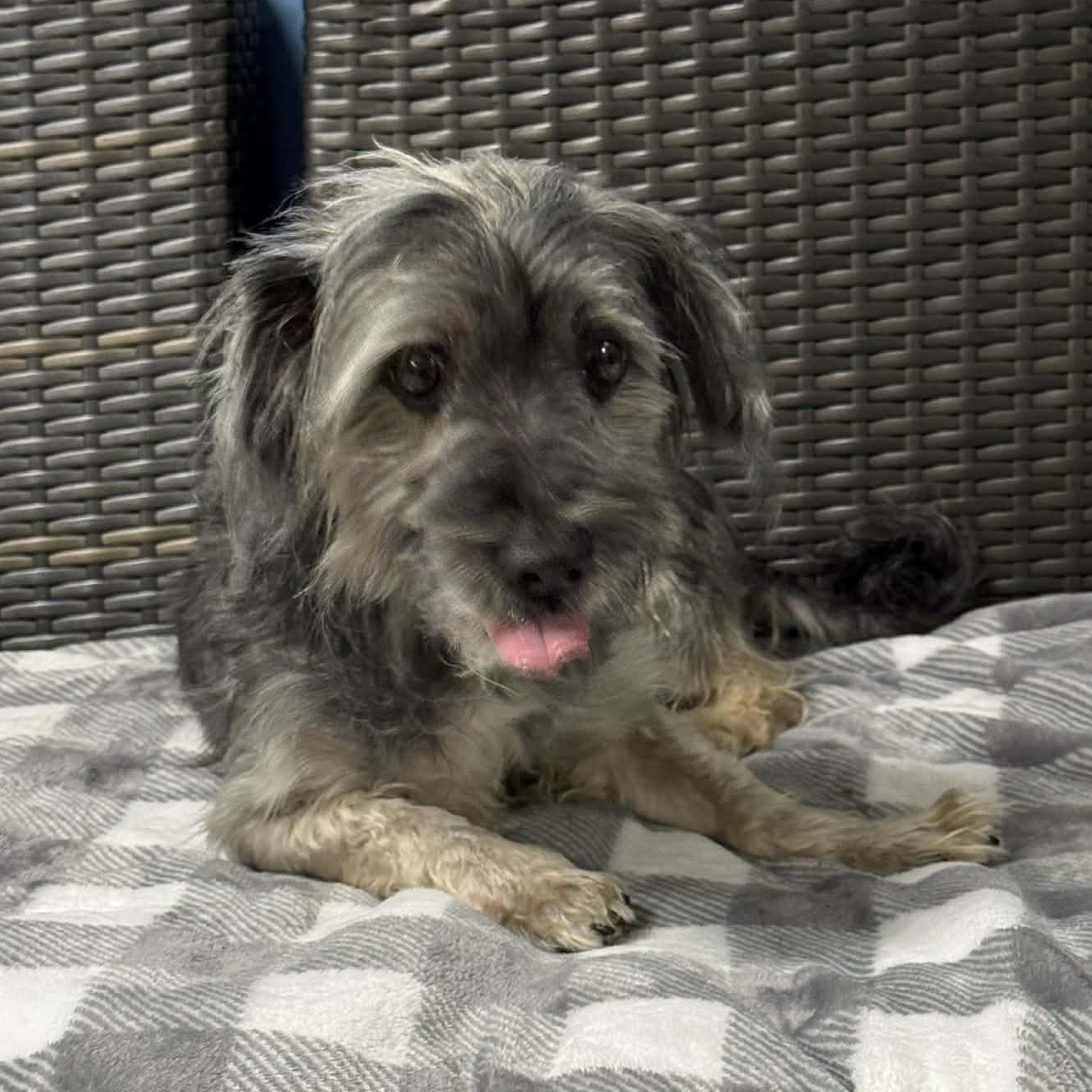 Enlarge Wally, an adopted mixed breed in Sunderland, MD image 4/4