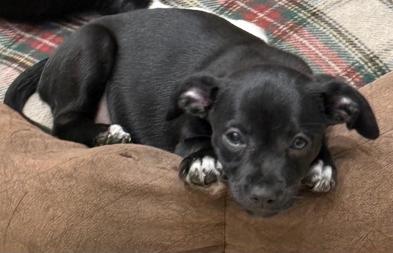 Henrietta, Adoptable, Puppy Female Terrier & Shih Tzu.