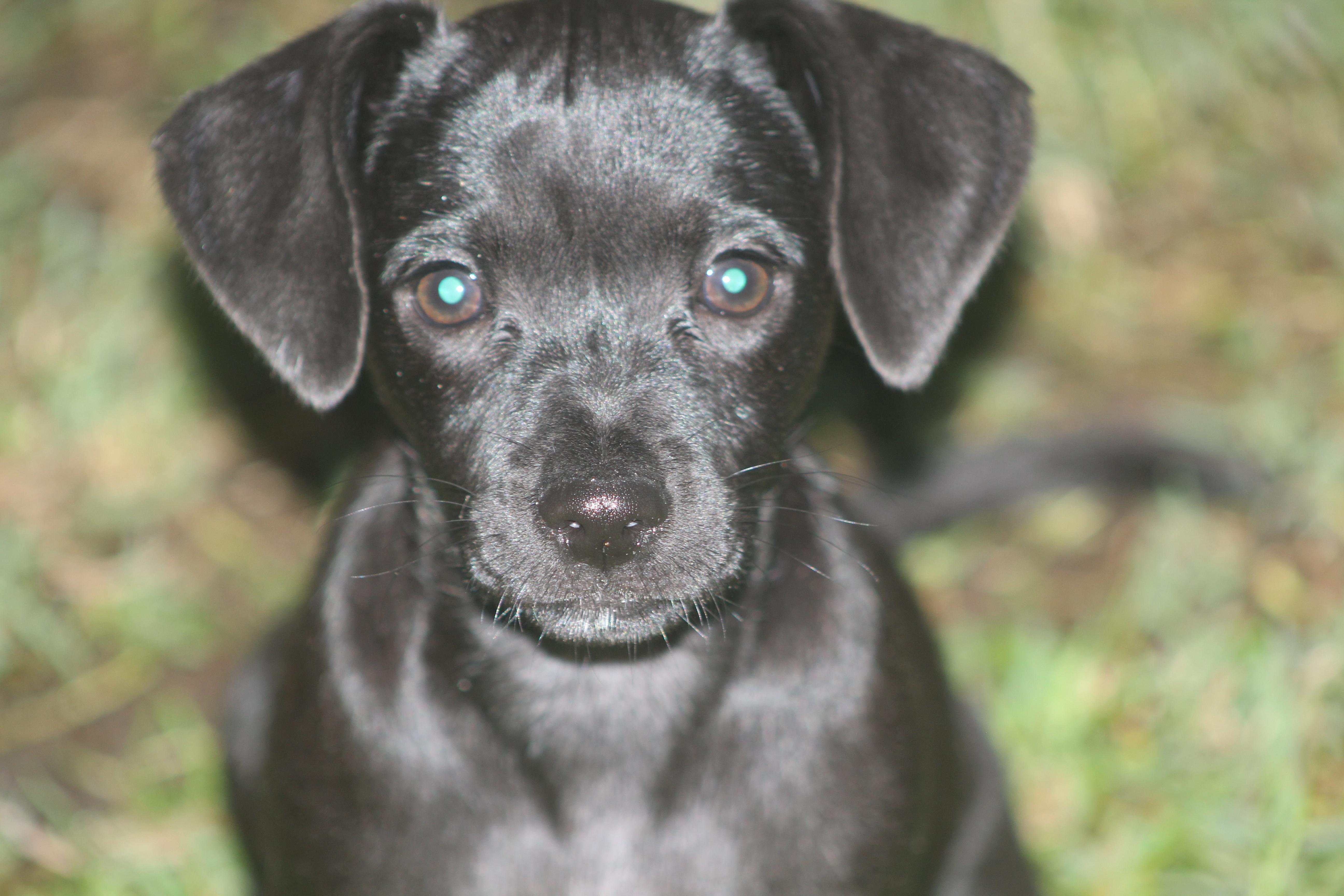 Henrietta, a Adoptable mixed breed in Orlando, FL image 3/6