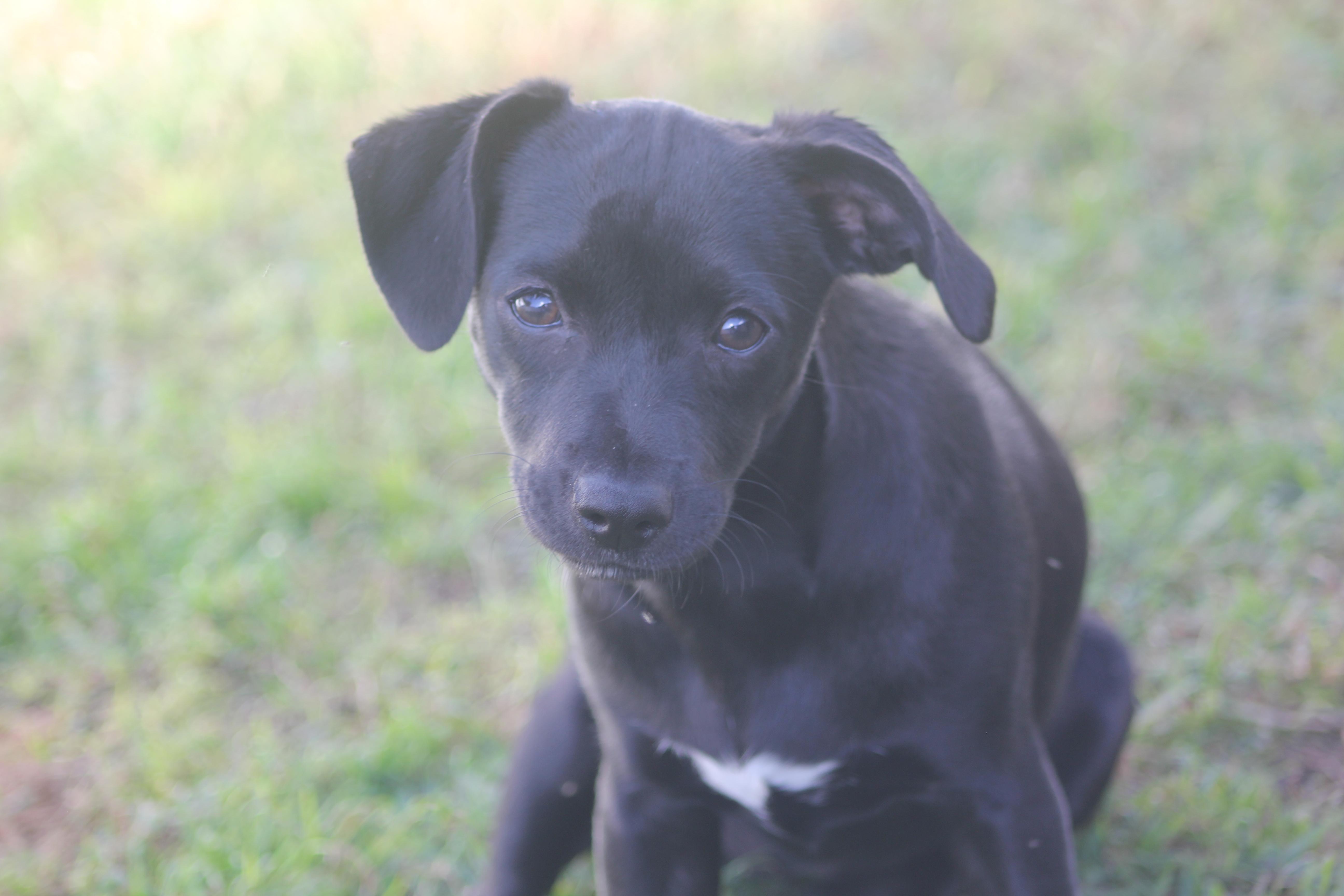 Henrietta, a Adoptable mixed breed in Orlando, FL image 6/6