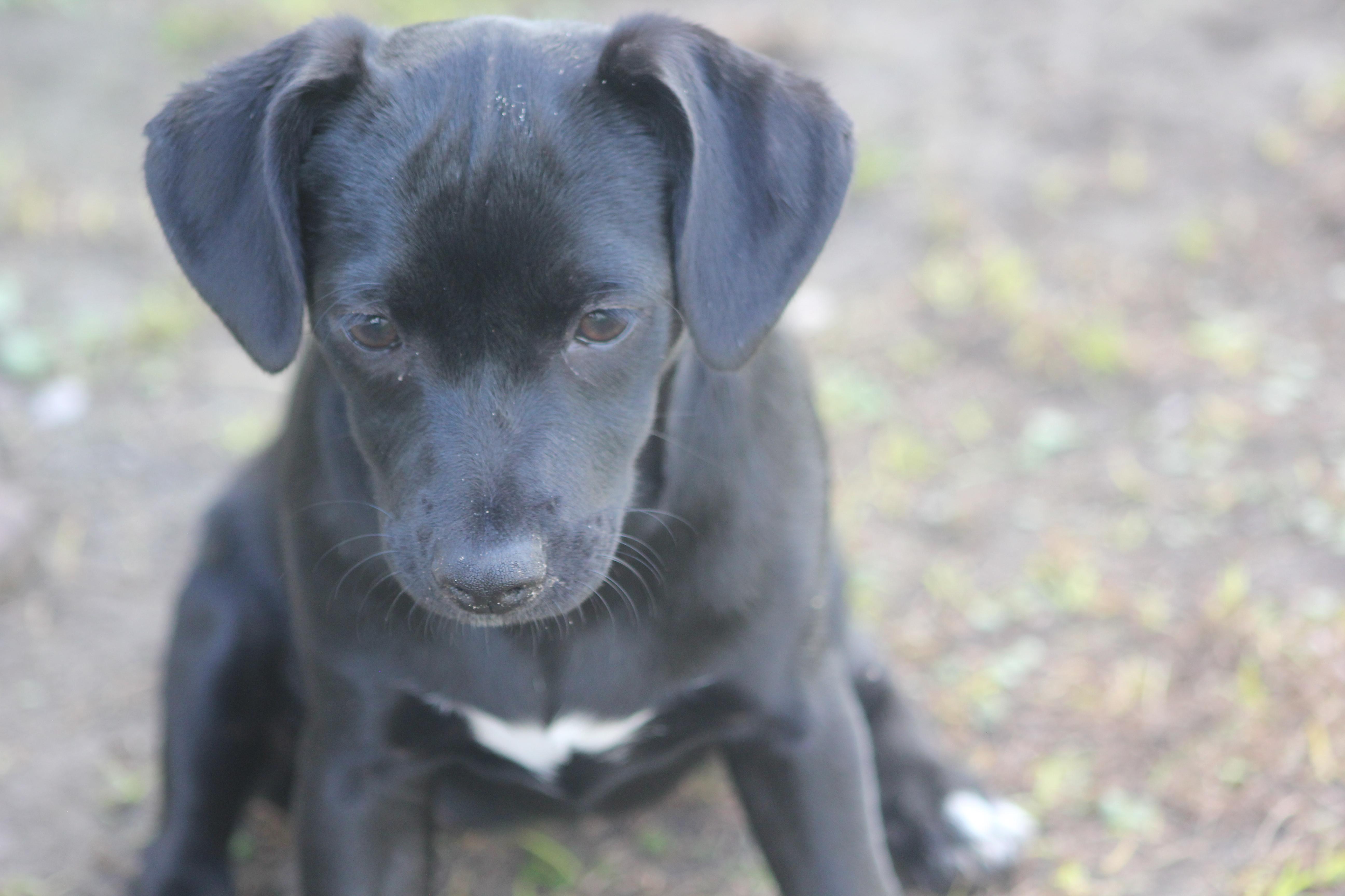 Henrietta, a Adoptable mixed breed in Orlando, FL image 5/6