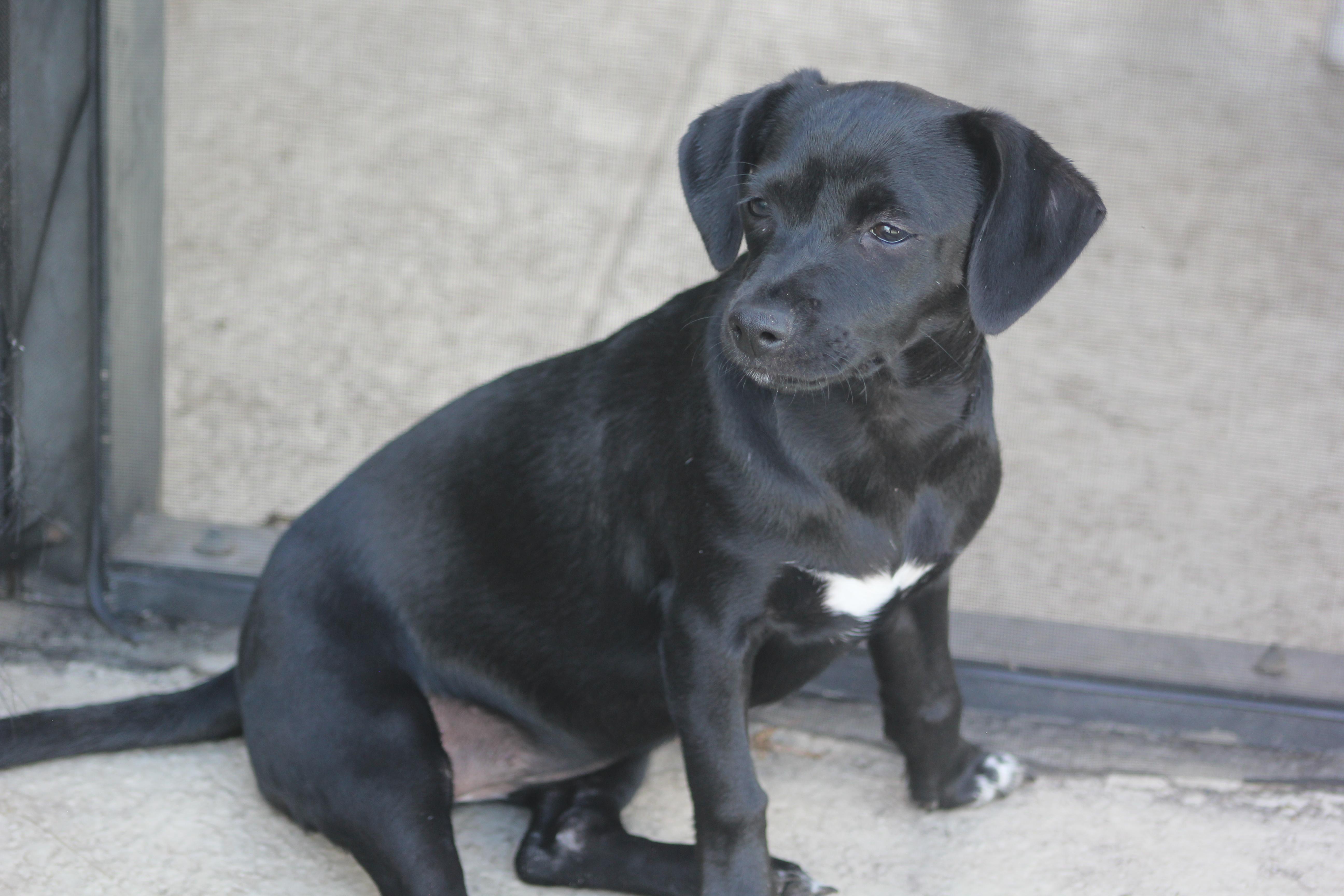 Henrietta, a Adoptable mixed breed in Orlando, FL image 2/6