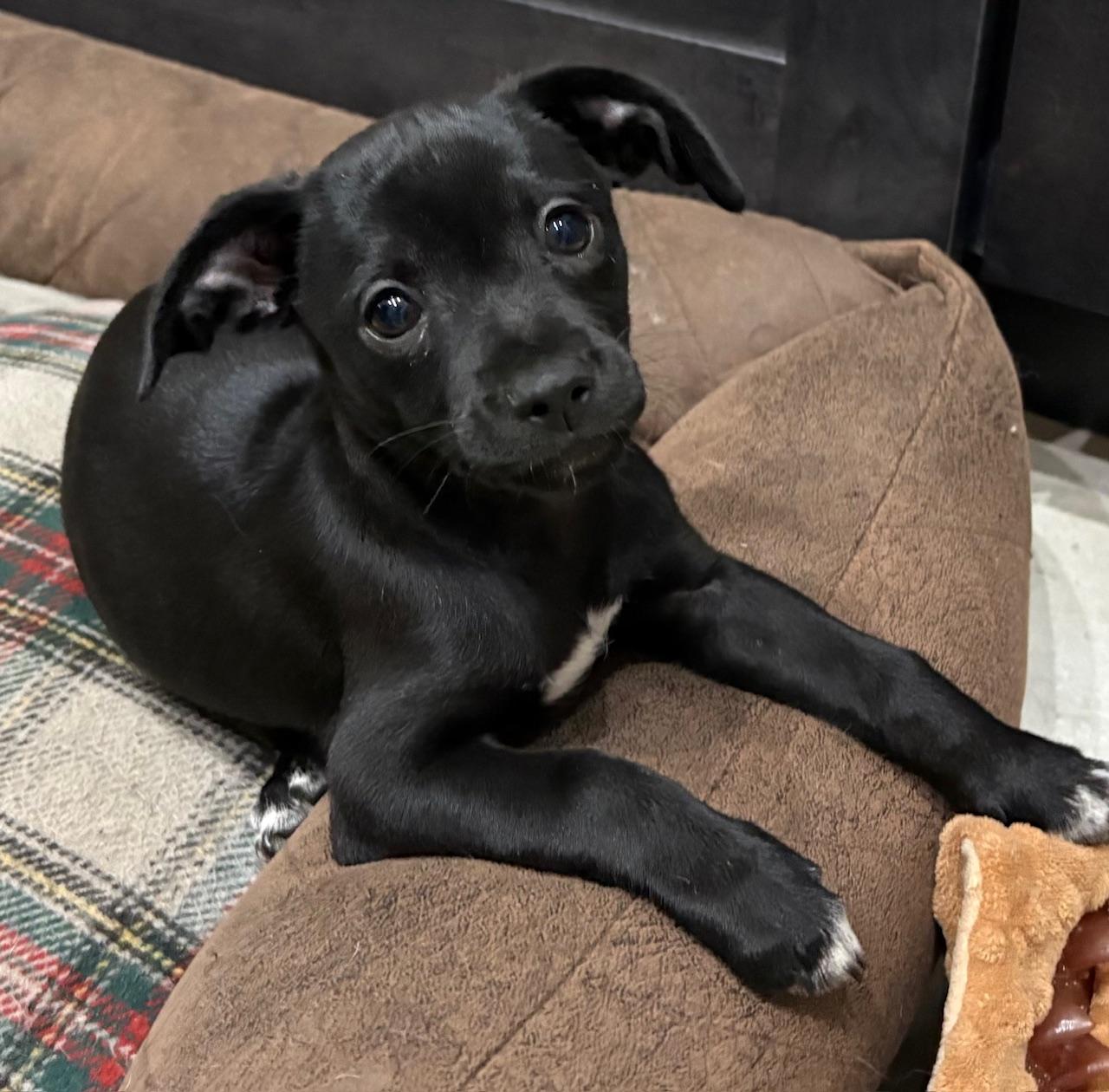 Henrietta, a Adoptable mixed breed in Orlando, FL image 4/6