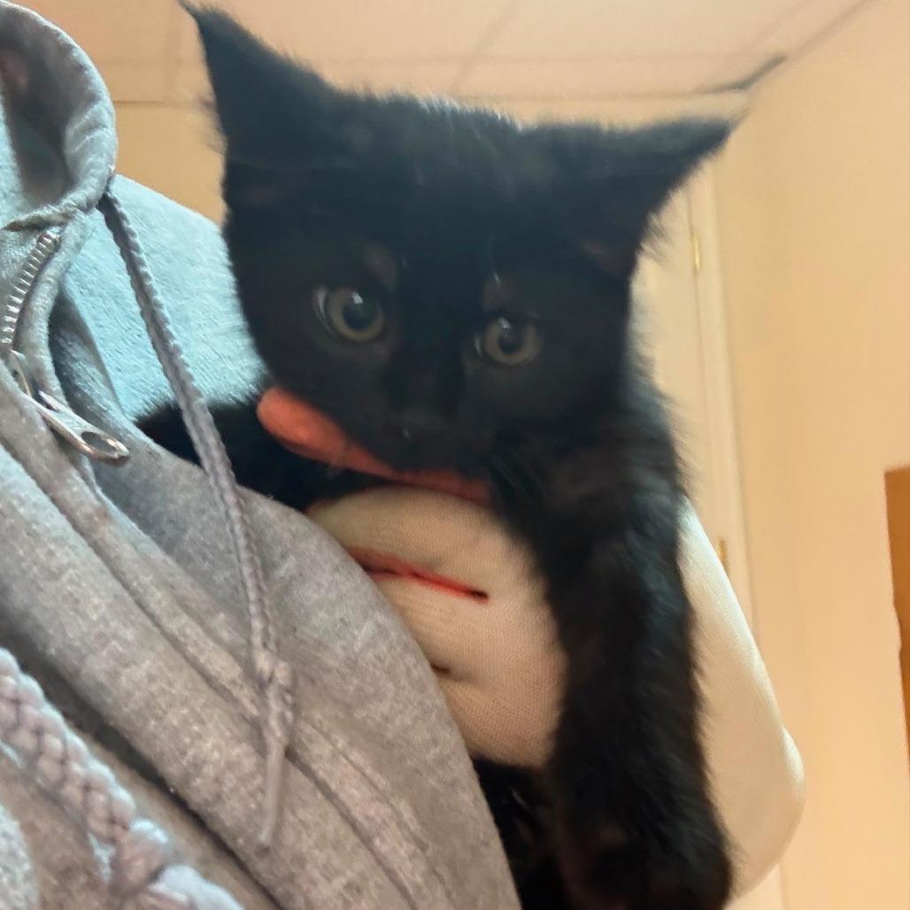 Enlarge Sticky, a Adoptable Domestic Short Hair in Winchester, VA image 1/1