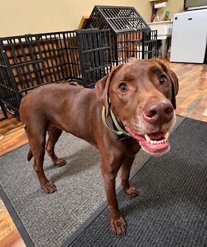 Enlarge Remington 11, a Adoptable Chocolate Labrador Retriever in Killingworth, CT image 4/6