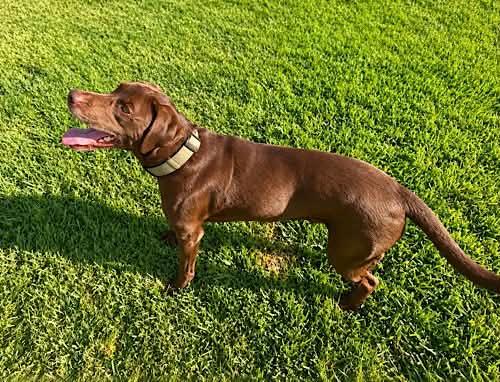 Enlarge Remington 11, a Adoptable Chocolate Labrador Retriever in Killingworth, CT image 2/6
