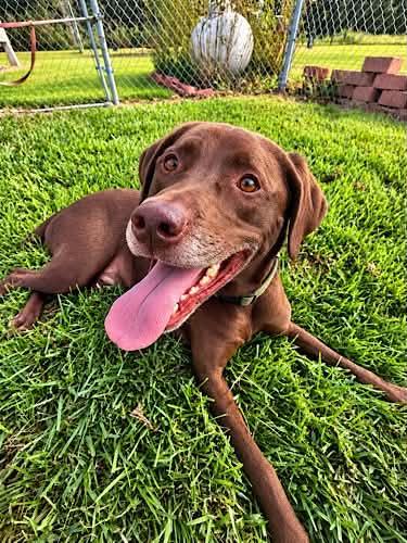 Enlarge Remington 11, a Adoptable Chocolate Labrador Retriever in Killingworth, CT image 1/6