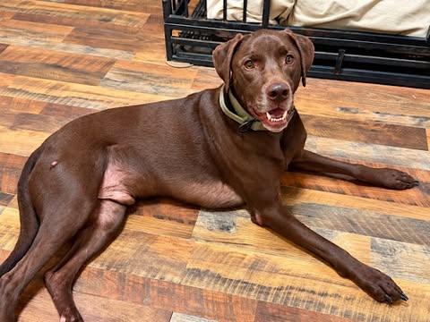Enlarge Remington 11, a Adoptable Chocolate Labrador Retriever in Killingworth, CT image 3/6