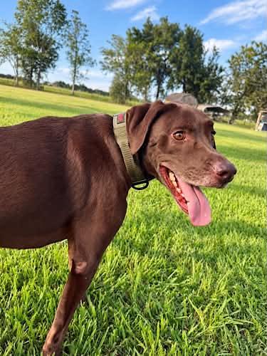Enlarge Remington 11, a Adoptable Chocolate Labrador Retriever in Killingworth, CT image 5/6
