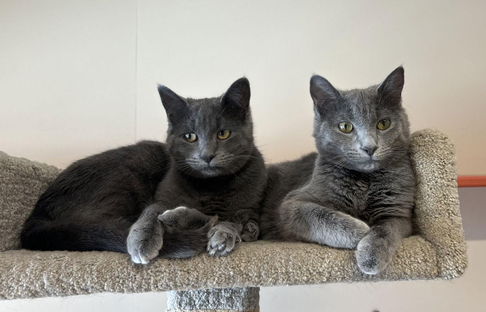 Chess & Checkers, Adopted, Young Female Domestic Short Hair.