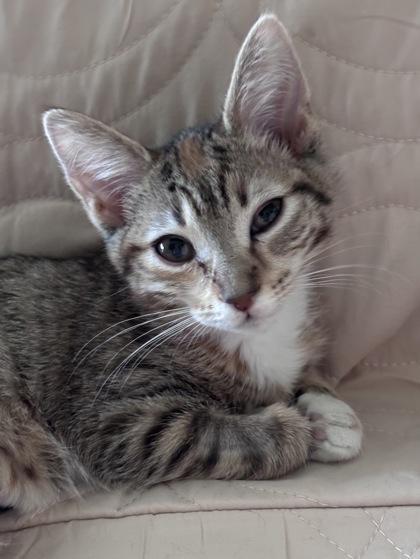 Enlarge Annie Oakley (In Foster Home), a Adoptable mixed breed in Tinley Park, IL image 1/1