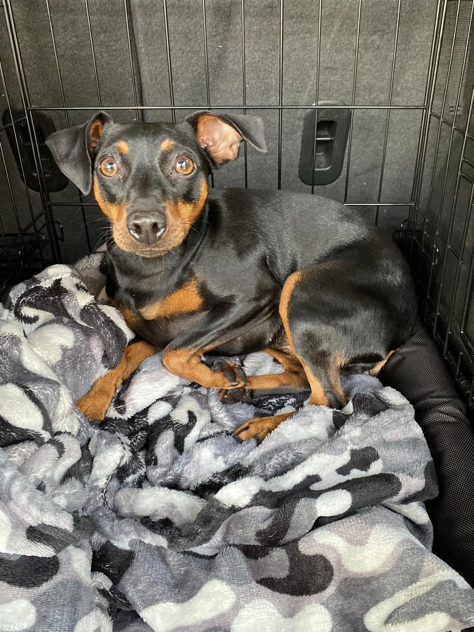 Enlarge Luna - ADOPTED!, an adopted Miniature Pinscher in Houston, TX image 5/6