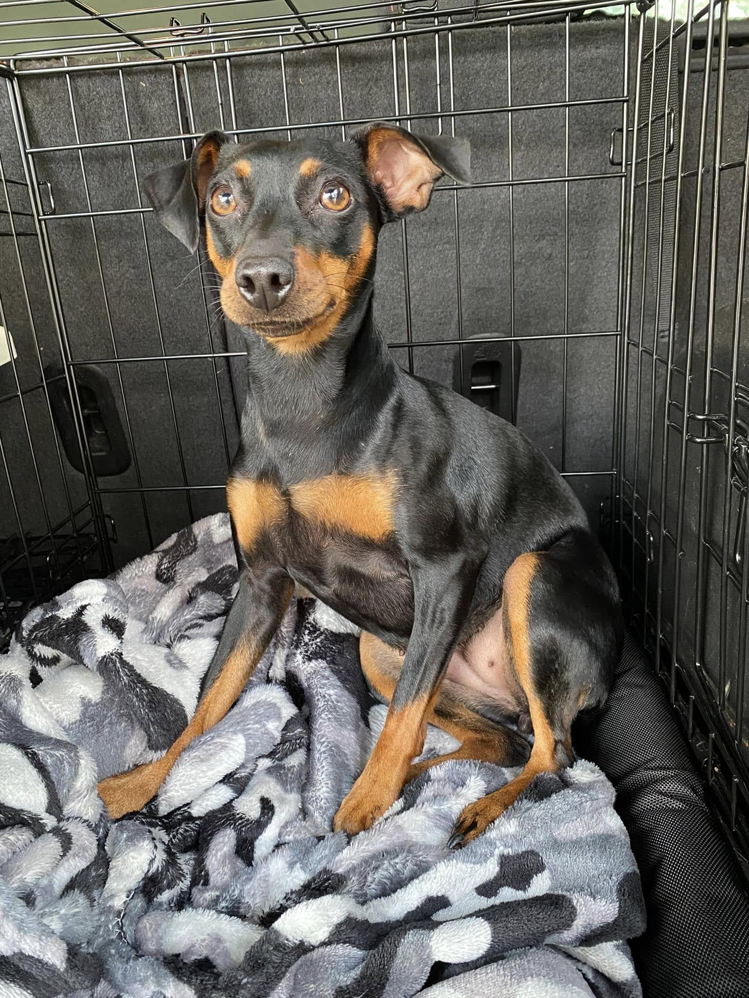 Enlarge Luna - ADOPTED!, an adopted Miniature Pinscher in Houston, TX image 3/6