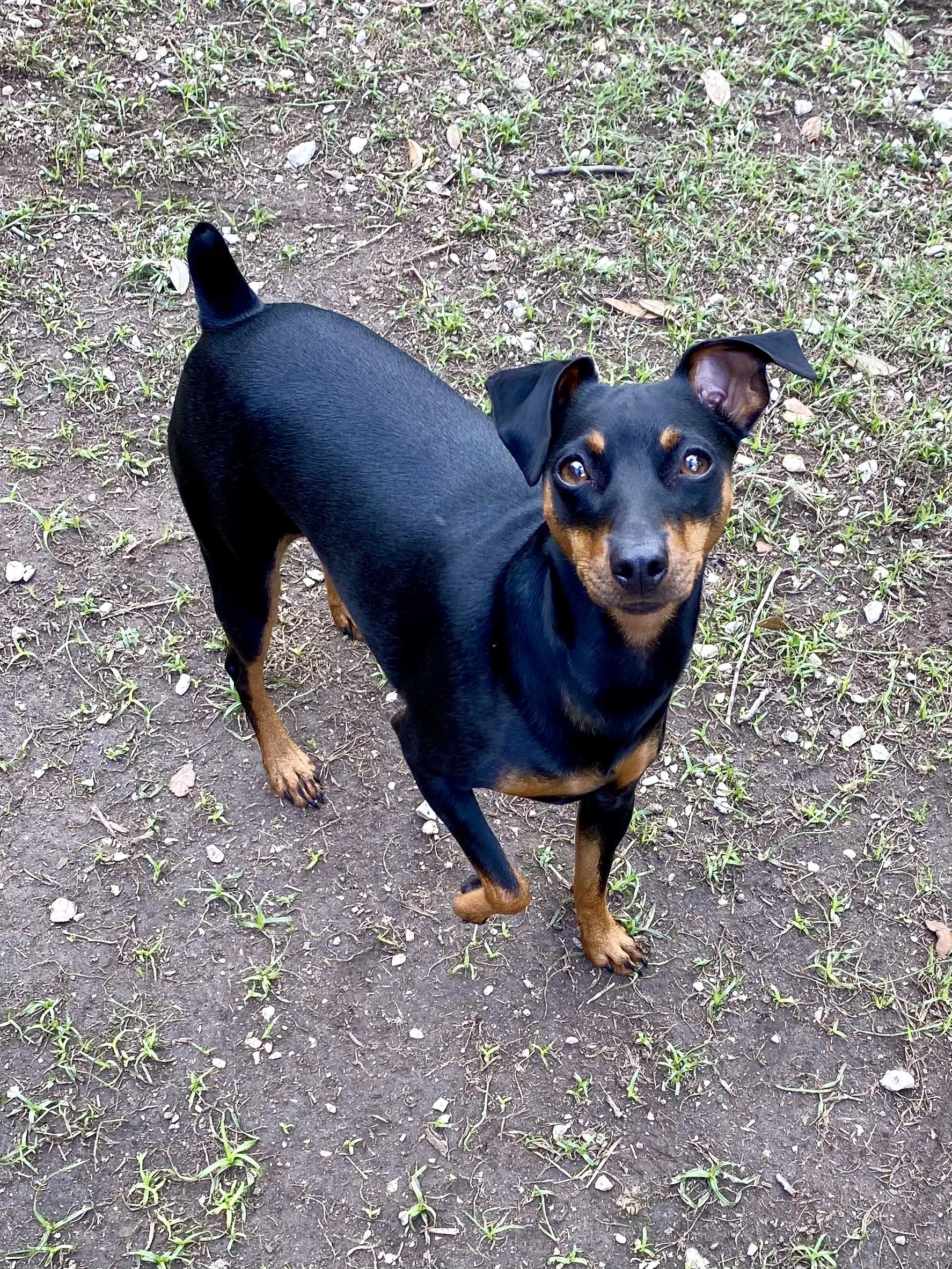 Luna - ADOPTED!, adopted, Young Female Miniature Pinscher.