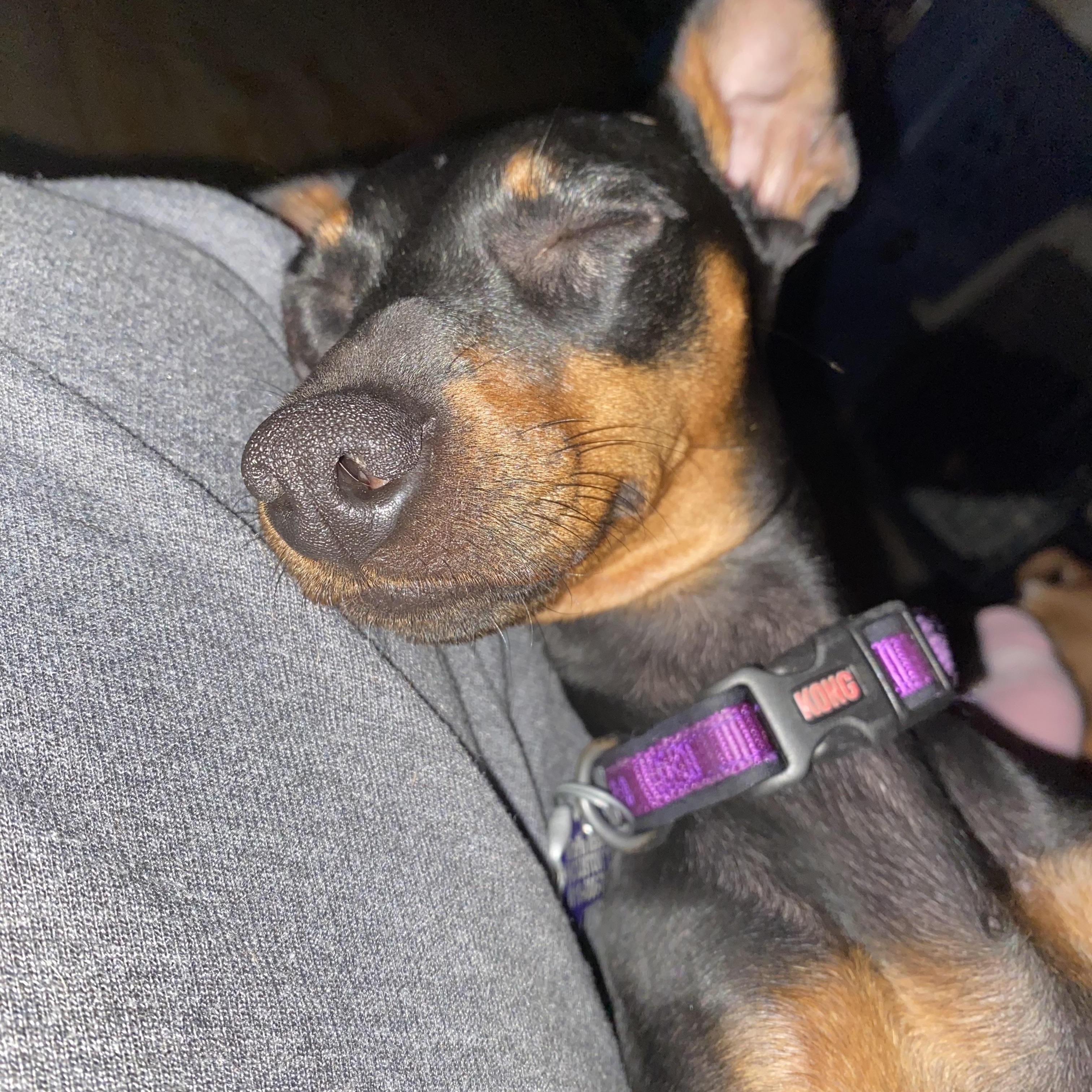 Enlarge Luna - ADOPTED!, an adopted Miniature Pinscher in Houston, TX image 6/6