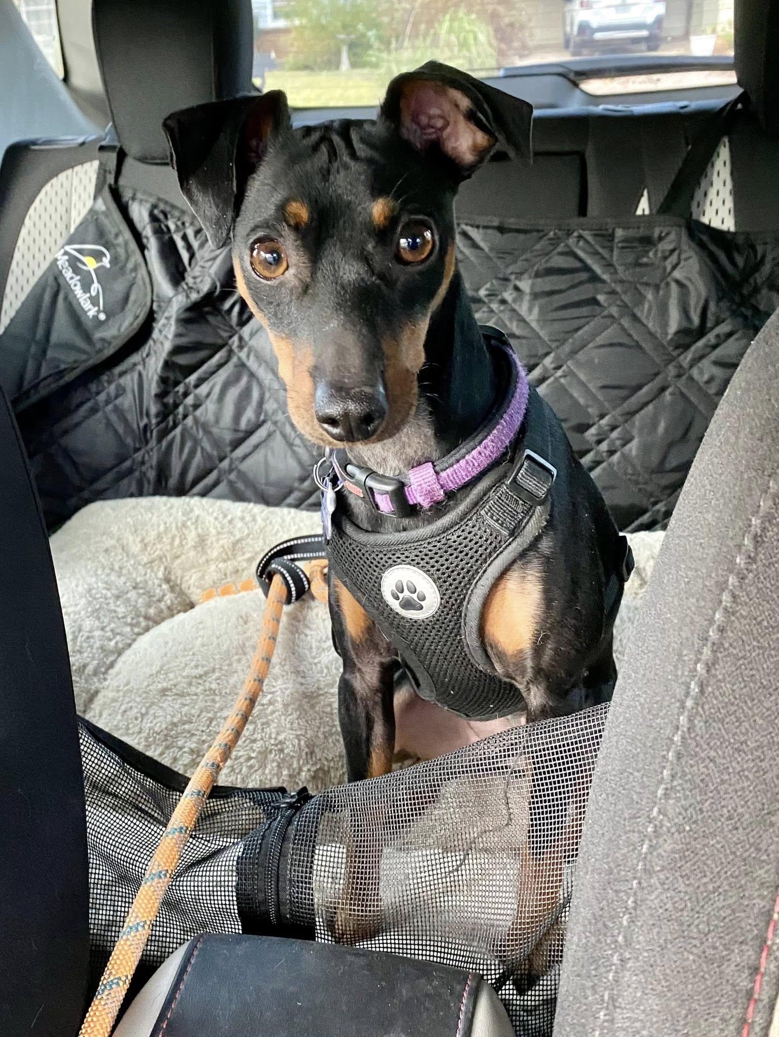 Enlarge Luna - ADOPTED!, an adopted Miniature Pinscher in Houston, TX image 2/6