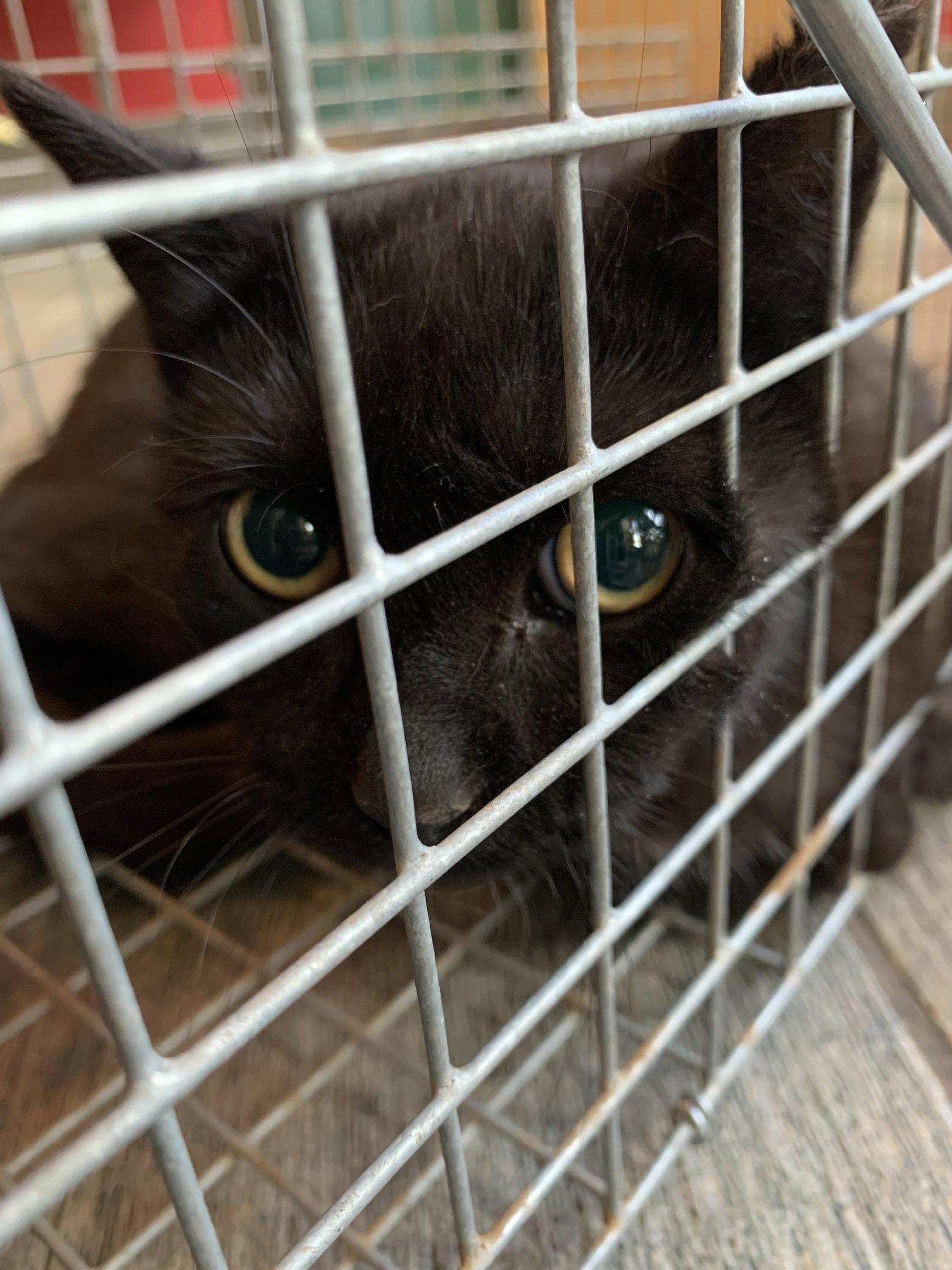 Enlarge Joan (Barn Cat), a Adoptable Domestic Short Hair in Laramie, WY image 1/2