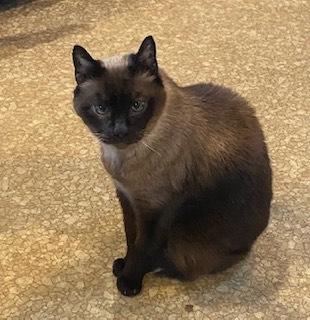 Buddy, Adoptable, Senior Male Domestic Short Hair.