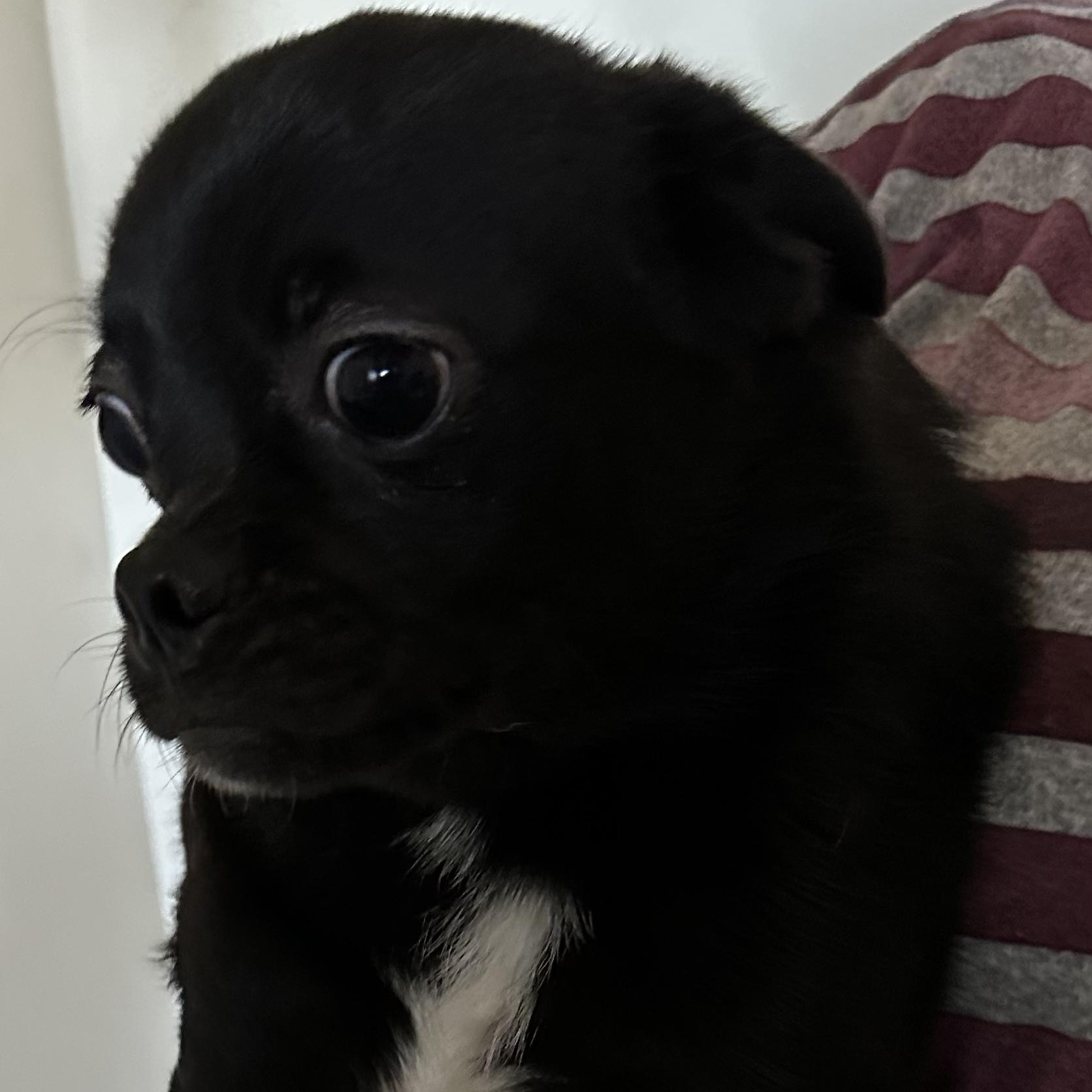 Enlarge Pugsley, an adopted mixed breed in Seal Beach, CA image 2/4