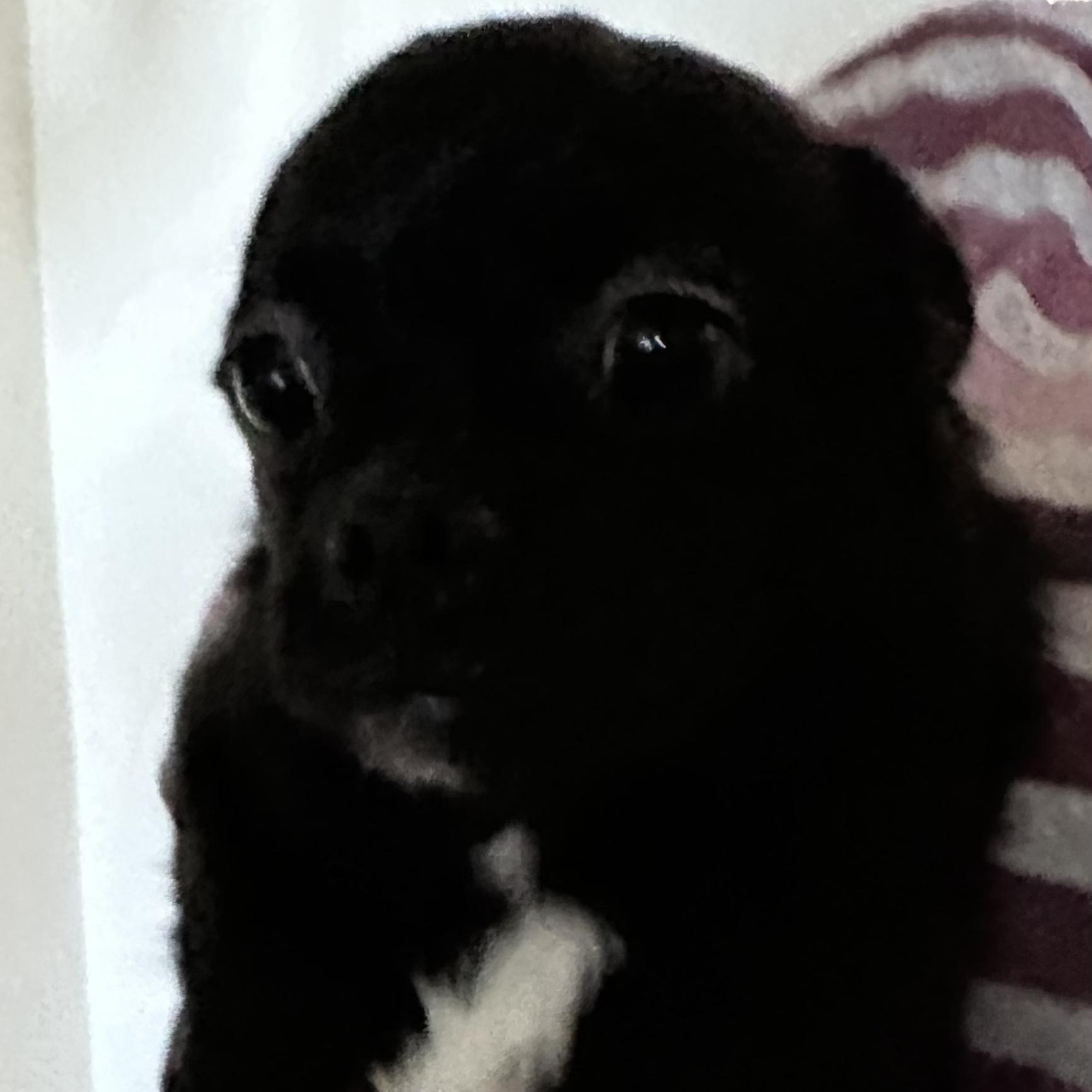 Enlarge Pugsley, an adopted mixed breed in Seal Beach, CA image 3/4