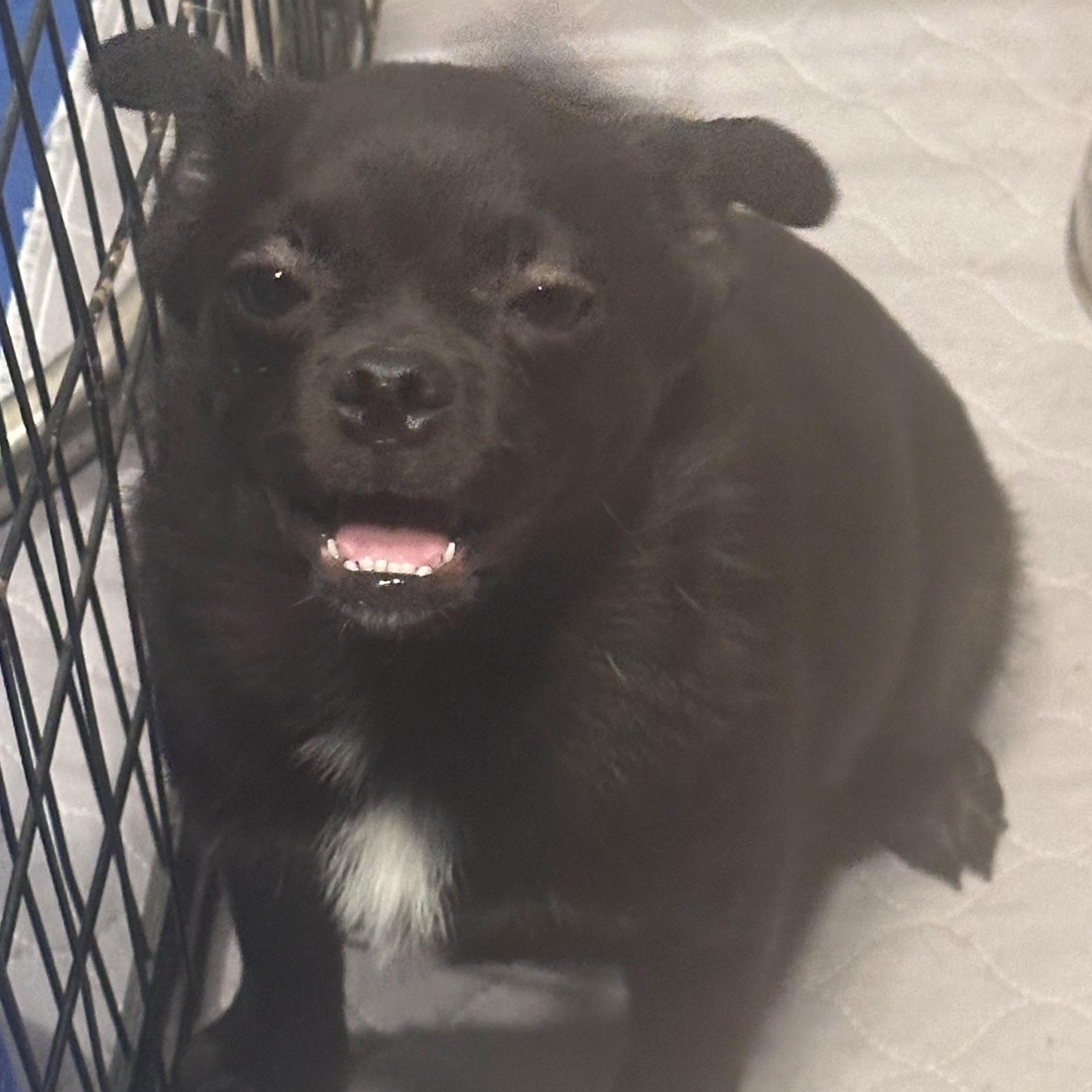 Enlarge Pugsley, an adopted mixed breed in Seal Beach, CA image 4/4