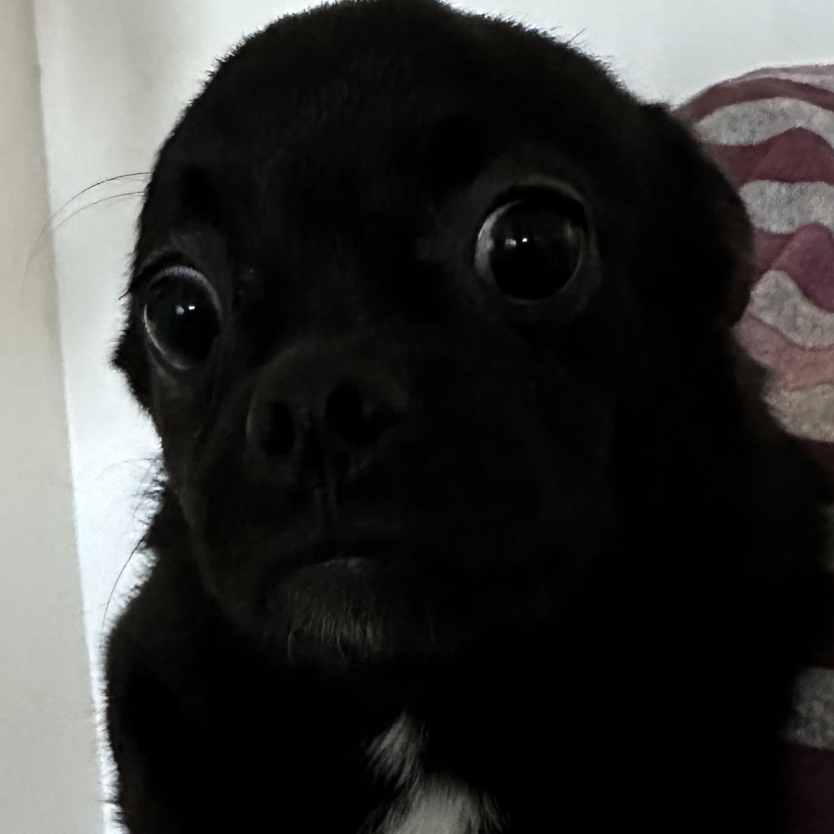 Pugsley, adopted, Young Male Pomeranian & Pug.