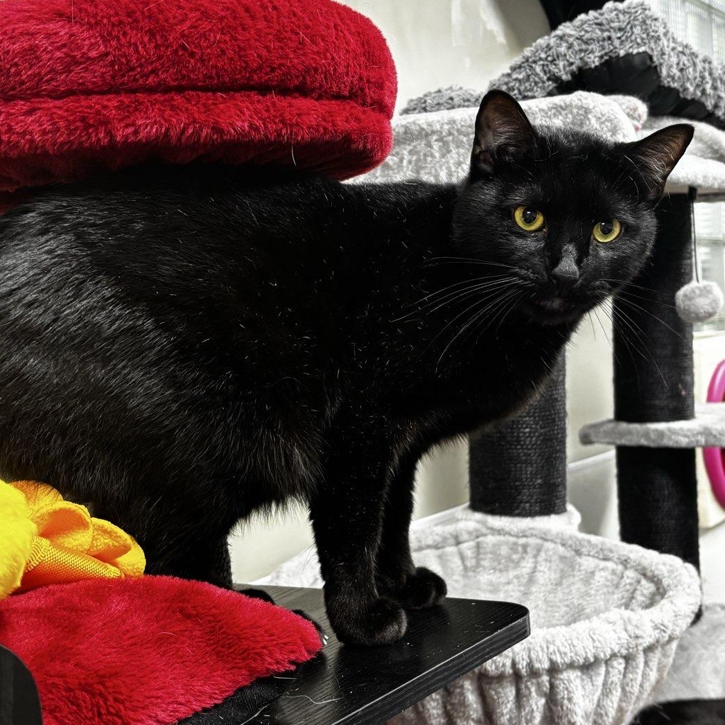 Enlarge Pawl, a ADOPTABLE mixed breed in Bridgeville, PA image 1/1
