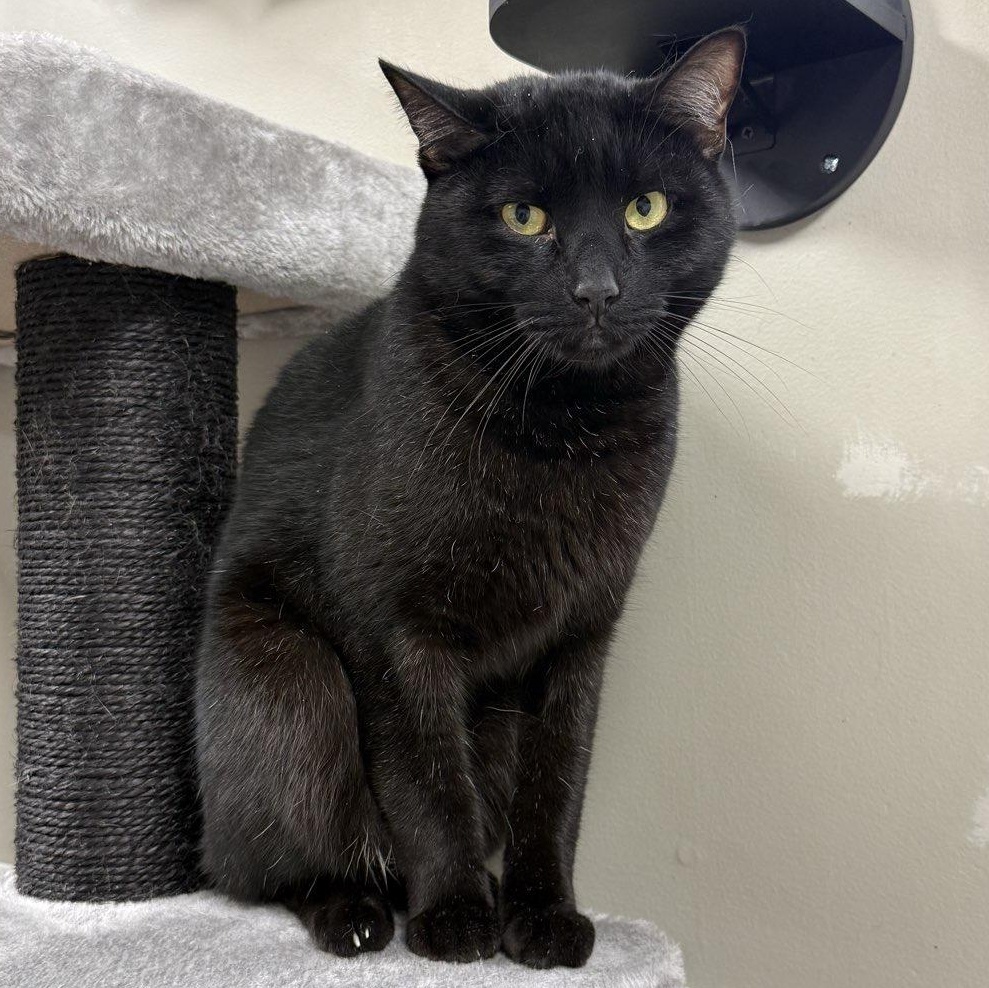 Enlarge Pawl, a ADOPTABLE mixed breed in Bridgeville, PA image 1/1