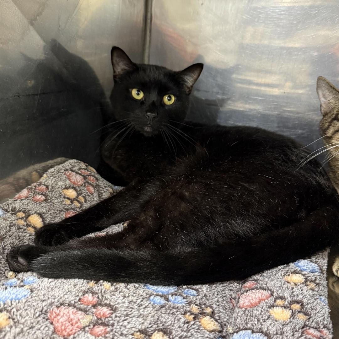 Enlarge Pawl, a ADOPTABLE mixed breed in Bridgeville, PA image 1/1