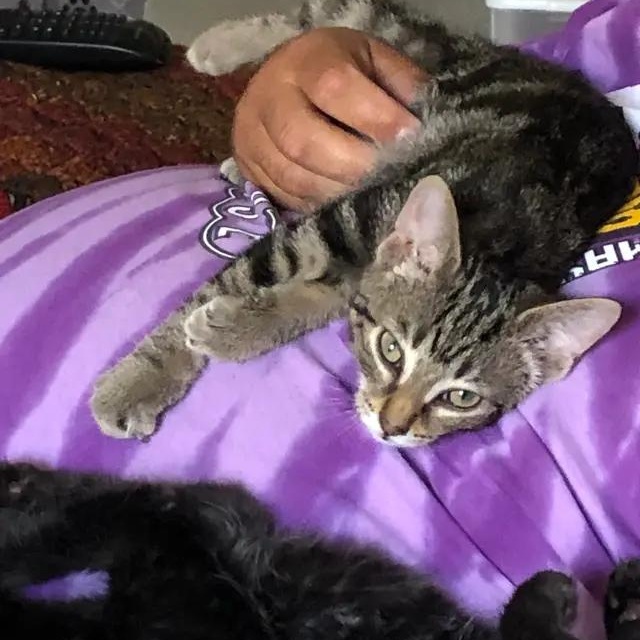 Bruce Jr, Adoptable, Kitten Male Domestic Short Hair.