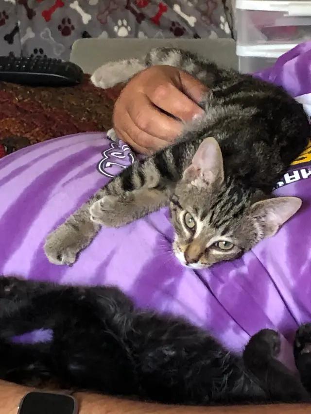 Enlarge Bruce Jr, a Adoptable Domestic Short Hair in Royal Oak, MI image 3/5