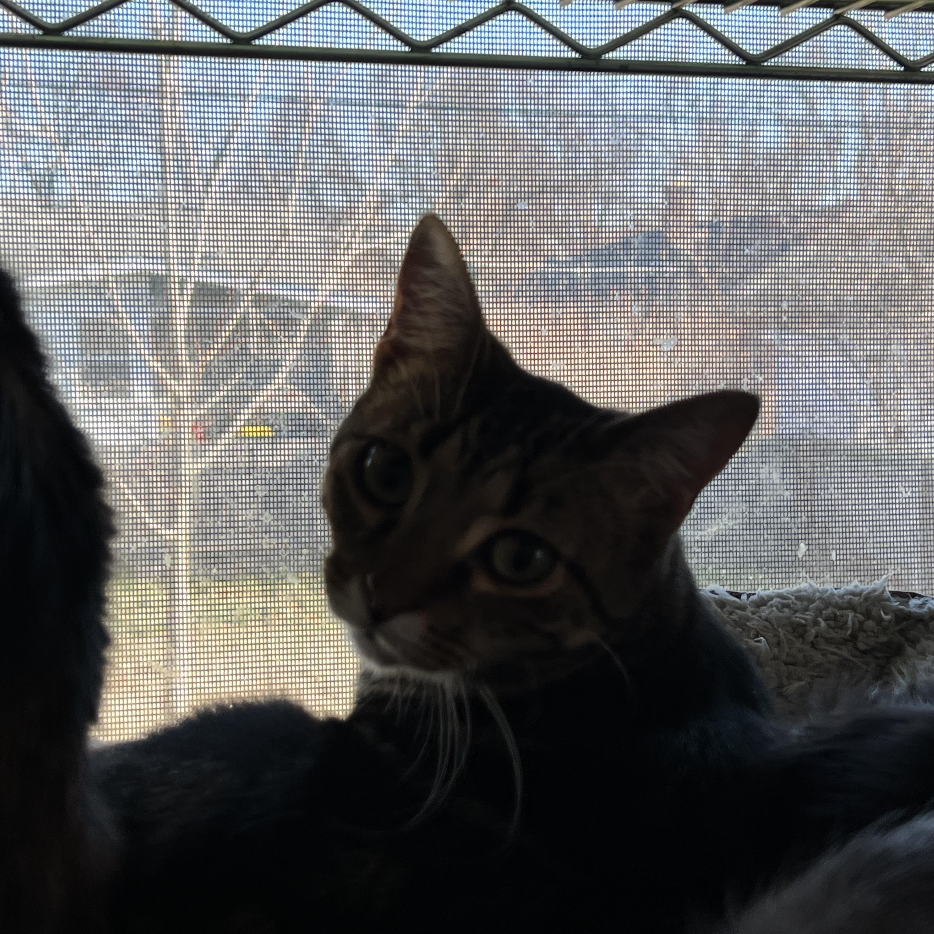 Enlarge Bruce Jr, a Adoptable Domestic Short Hair in Royal Oak, MI image 2/5