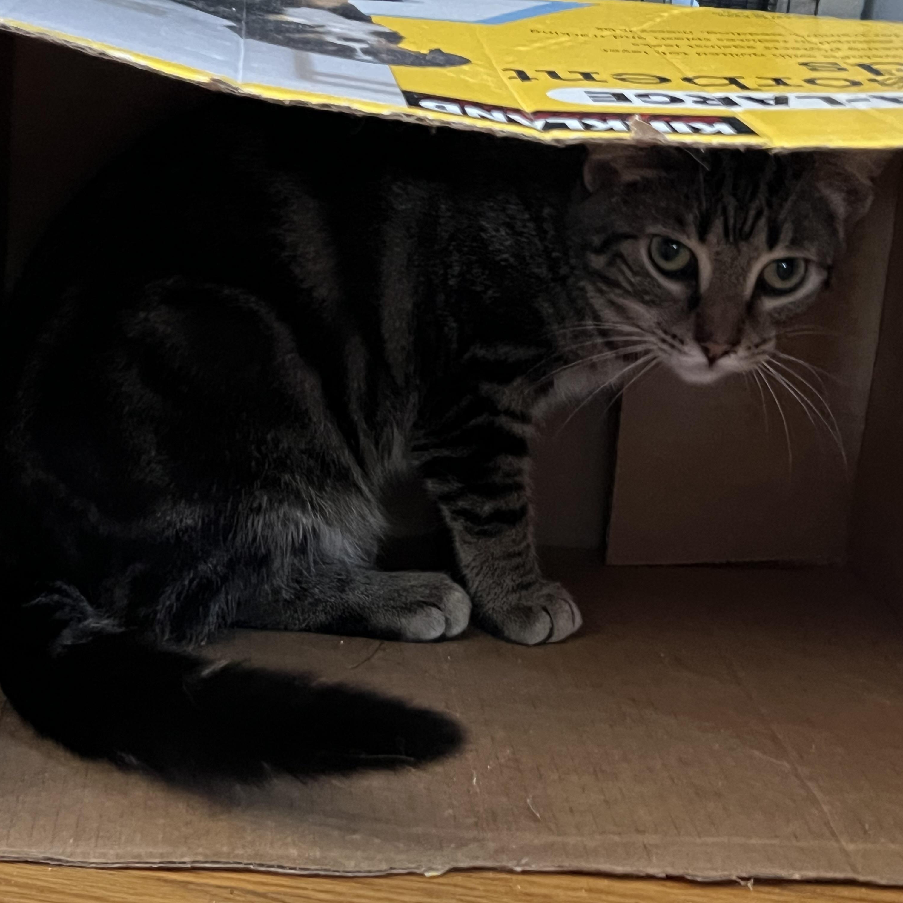 Bruce Jr, Adoptable, Young Male Domestic Short Hair.