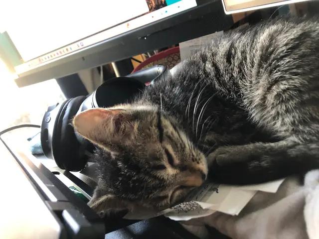 Enlarge Bruce Jr, a Adoptable Domestic Short Hair in Royal Oak, MI image 4/5