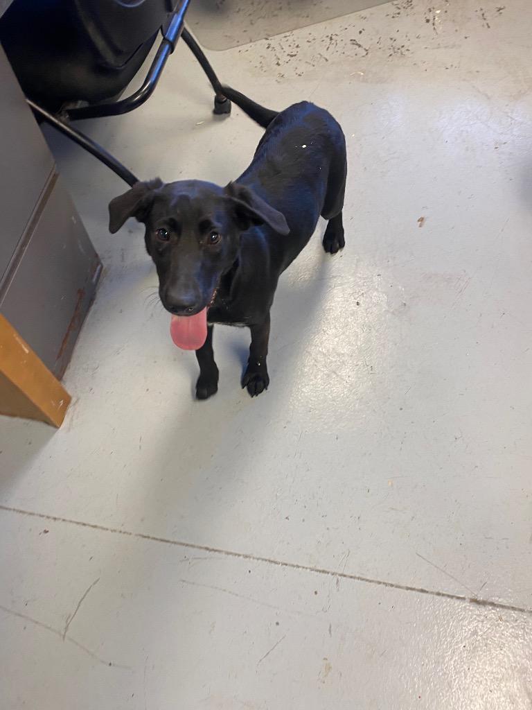 Roxie, Adoptable, Young Female Labrador Retriever.