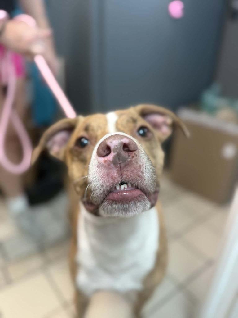 Enlarge Finn, a Adoptable mixed breed in Sebastian, FL image 1/6