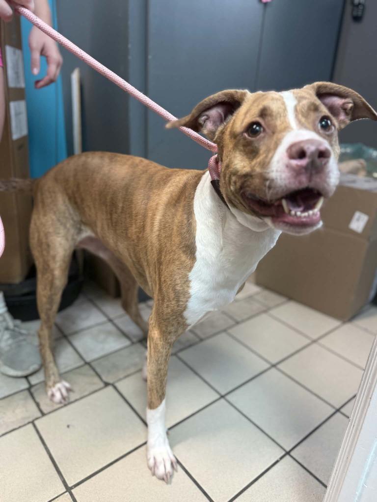 Enlarge Finn, a Adoptable mixed breed in Sebastian, FL image 3/6