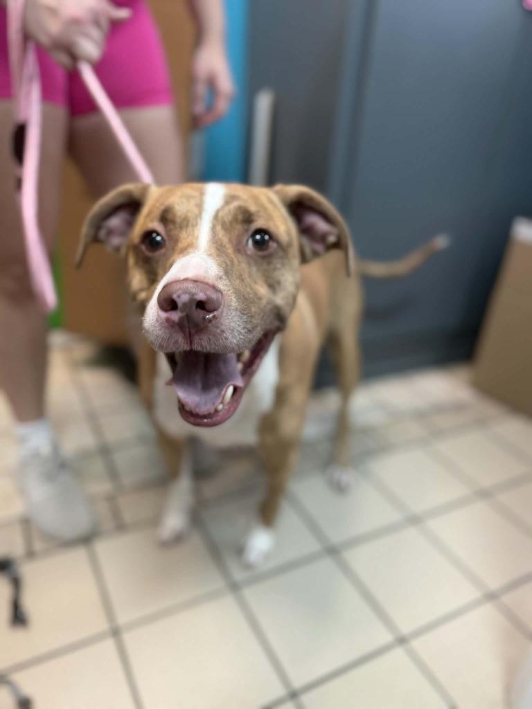 Enlarge Finn, a Adoptable mixed breed in Sebastian, FL image 6/6
