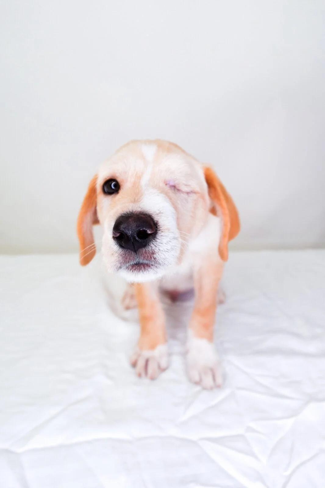 Enlarge Finn, an adopted mixed breed in Bixby, OK image 3/6