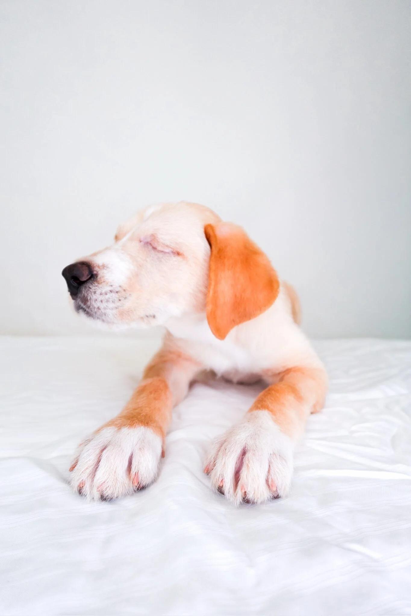 Enlarge Finn, an adopted mixed breed in Bixby, OK image 6/6