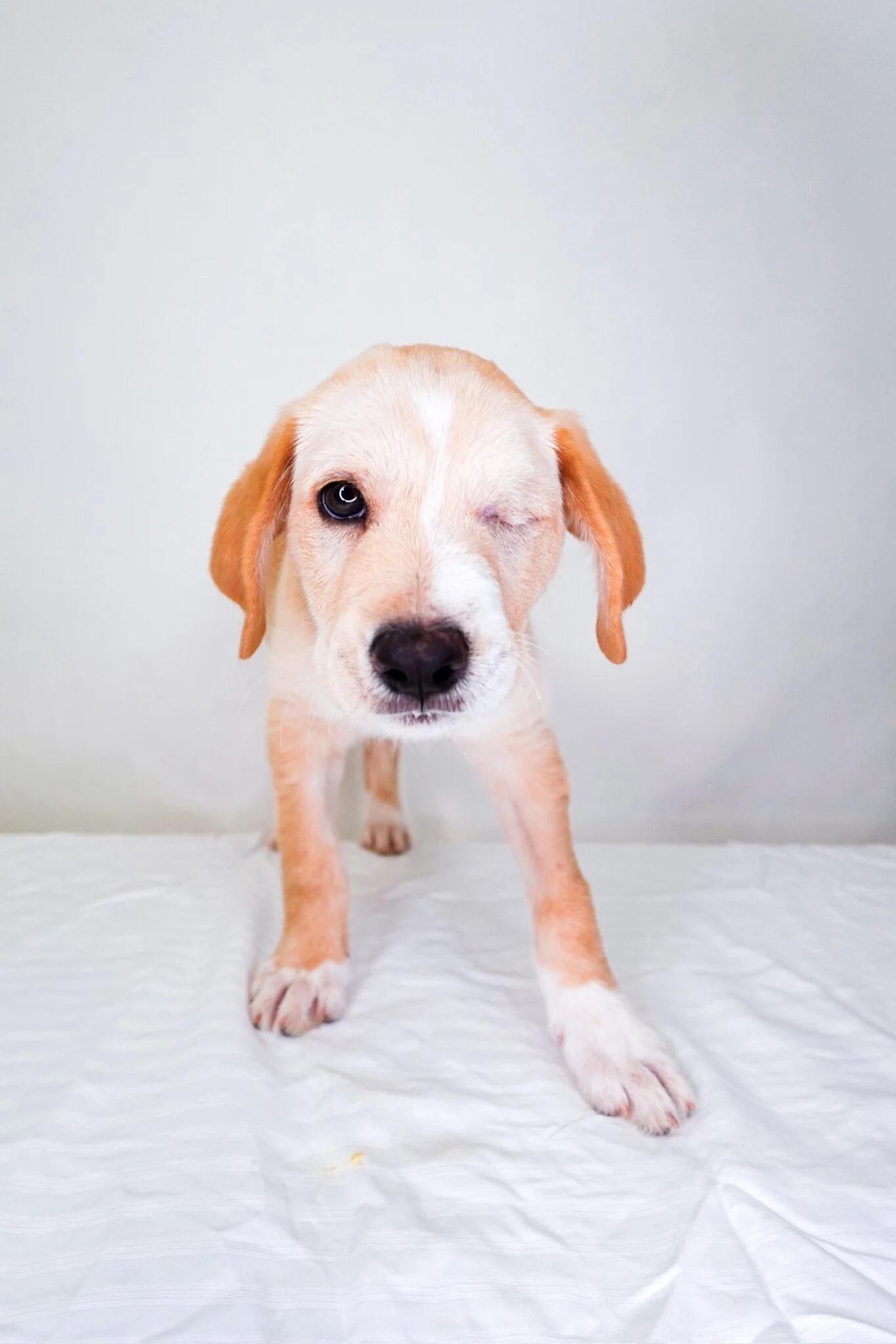 Enlarge Finn, an adopted mixed breed in Bixby, OK image 4/6