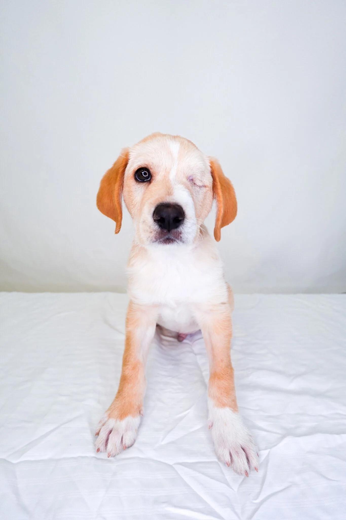 Enlarge Finn, an adopted mixed breed in Bixby, OK image 5/6