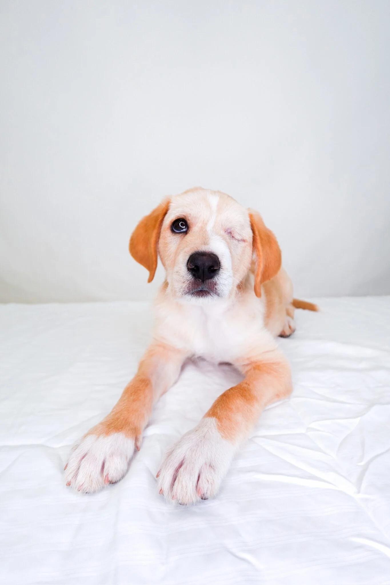 Enlarge Finn, an adopted mixed breed in Bixby, OK image 1/6